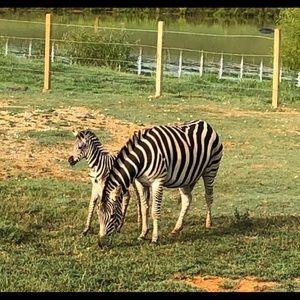 Meet your Posher, Gemma